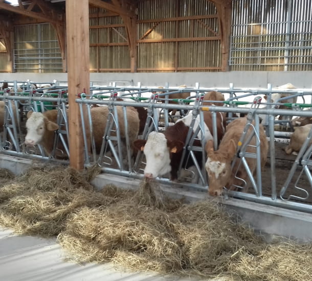 Stabulation du Lycée agricole de Ressins (42)